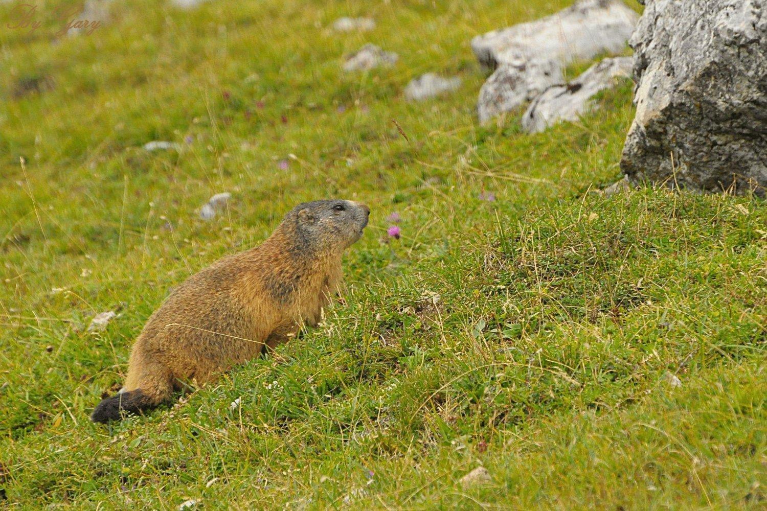 Piccolo Hotel Claudia No Pets San Vigilio Di Marebbe Esterno foto